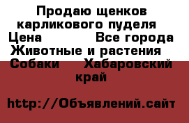 Продаю щенков карликового пуделя › Цена ­ 2 000 - Все города Животные и растения » Собаки   . Хабаровский край